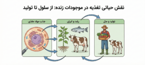 ارزش مکمل خوراکی در دام و طیور